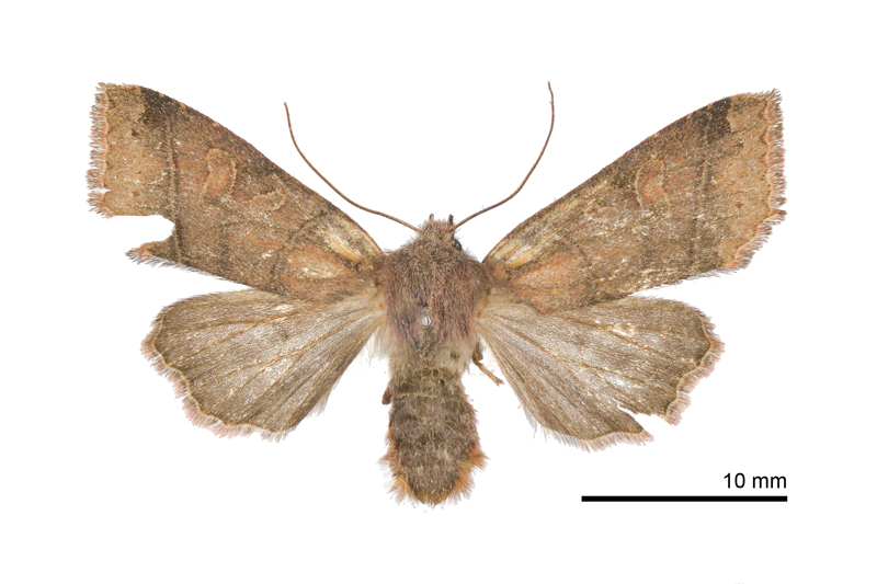 Agrocholorta atrifusa Female